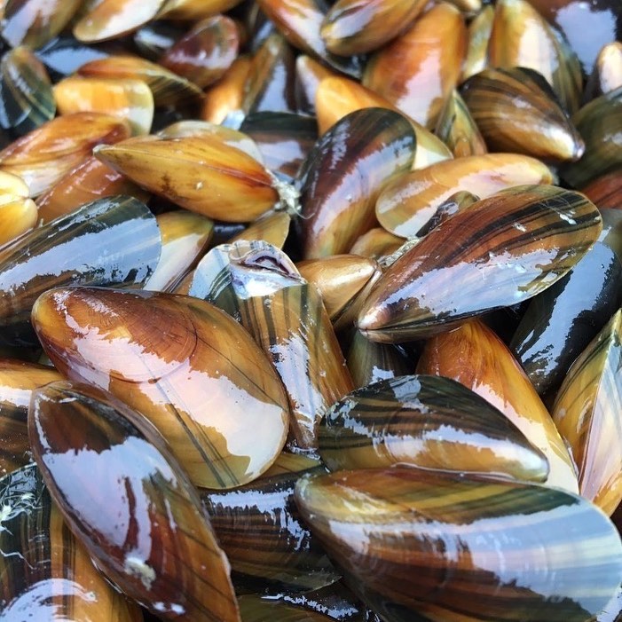 A pile of shiny, varnished brown and tan seashells with smooth, elongated shapes.