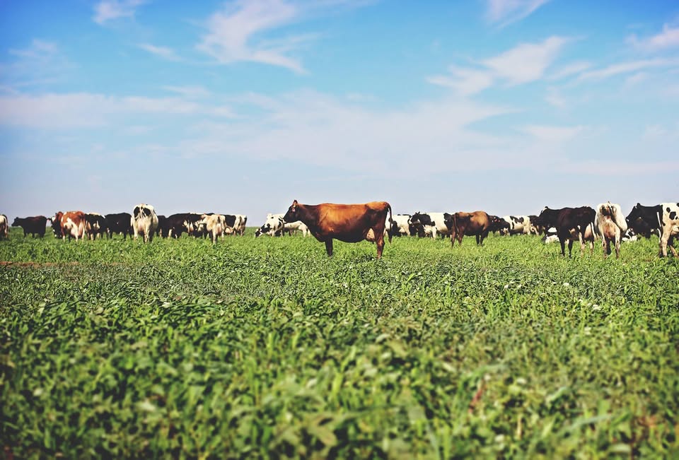Aurora Organic Dairy