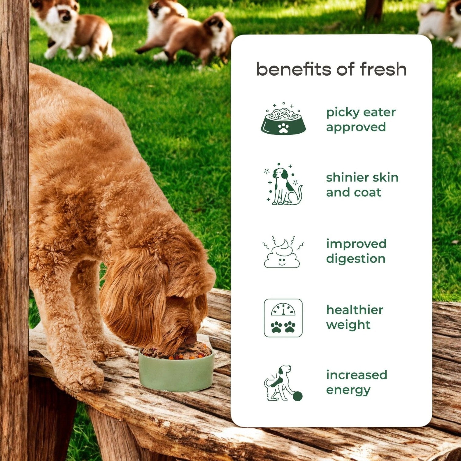 A dog eagerly munches on Freshpet Select Chicken and Veggie Recipe Roasted Meals from a bowl on a wooden table outdoors. A board highlights the benefits: picky eater approved, shinier coat, improved digestion, healthier weight, and increased energy—all thanks to fresh ingredients.